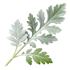 Fresh Green Artemisia Leaf Isolated on White Background