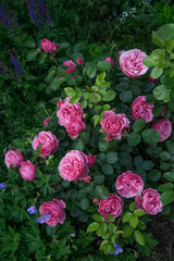 Beautiful pink roses Leonardo Da Vinci