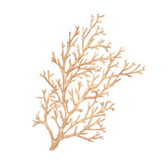 Twigs of red coral, an element of the underwater world and reefs. Watercolor illustration. Natural oceanic coral and algae, isolated on a white background. The theme of the marine style decor