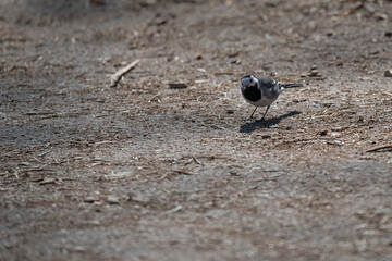 White wagtail bird outdoors in nature.
