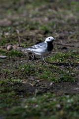 White wagtail bird outdoors in nature.
