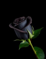 A single black rose, petals perfectly formed, stark against a deep black background, dark beauty, petals