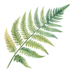 Delicate Green Fern Leaf with Intricate Texture and Natural Vibes