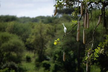 sausage tree tanzania