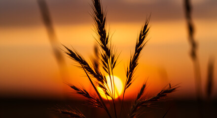 Golden hour glow: Silhouette of wheat stalks against warm sunset radiance