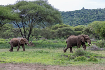elephants in the wilderness