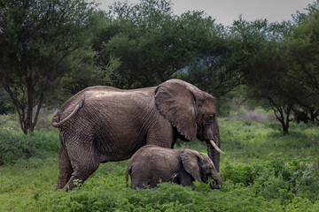 elephants in the savannah