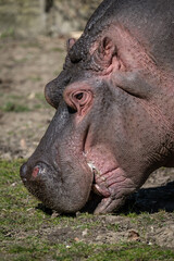 Close-up of the head of an amphibious hippopotamus outdoors.