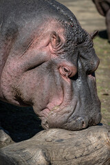 Close-up of the head of an amphibious hippopotamus outdoors.