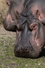Close-up of the head of an amphibious hippopotamus outdoors.