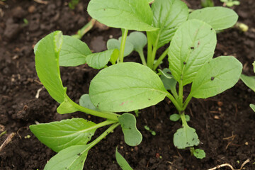 畑の小松菜の新芽
