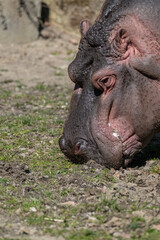 Close-up of the head of an amphibious hippopotamus outdoors.