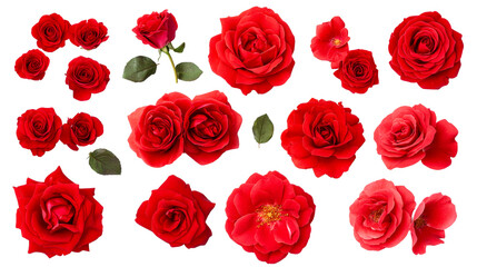 Red roses collection on black backdrop, cut out transparent