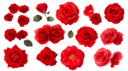 Red roses collection on black backdrop, cut out transparent