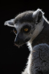 Close-up of the head of a lemur monkey with a black background.