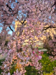 Fototapeta premium Spring in Paris. Blossom and architecture. Insects and flowers. High resolution photo. 