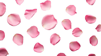 Pink rose petals scattered on black background, cut out transparent