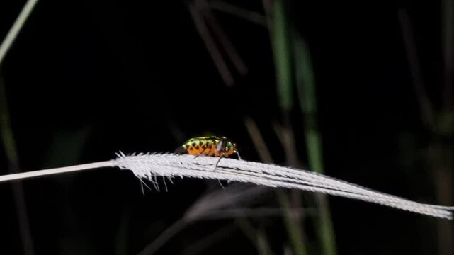 Beautiful brilliantly colored of bugs on plants at night. Jewel bug Chrysocoris stollii