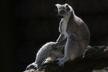 Monkey Lemur kata with a dark background.