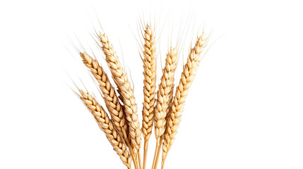 Golden Wheat Stalks with Rich Texture, Close-Up, Isolated, cut out transparent