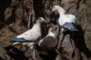 Two-colored pigeon bird on the nest.
