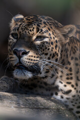 Sri Lankan leopard in detail on the head.
