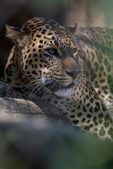 Sri Lankan leopard in detail on the head.

