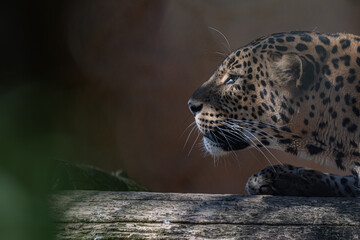 Sri Lankan leopard in detail on the head.
