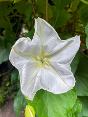 weiße Mondblume Blüte, Ipomoea alba, bei Tageslicht