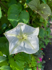 weiße Mondblume Blüte, Ipomoea alba, bei Tageslicht