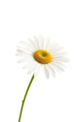 Single chamomile stem, vibrant white petals against pure white background, yellow center, health