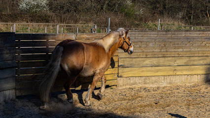 Horse in the paddock