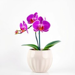 Vibrant orchid in bloom, nestled in a stylish ceramic pot against a pure white backdrop, isolated, studio shot, purple orchid