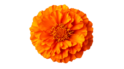 Single orange flower blossom with many petals, cut out transparent