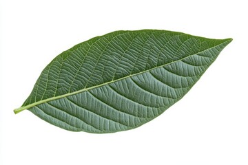 Obraz premium Green leaf isolated on white