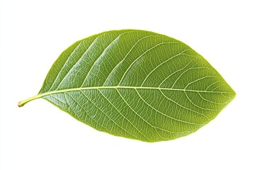 Obraz premium Green leaf, isolated on white