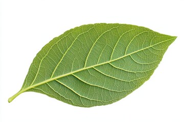 Green leaf, close-up, isolated on white