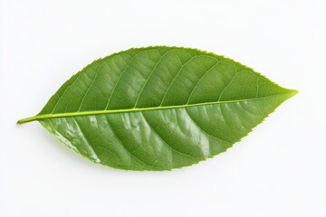 Fototapeta premium Single green tea leaf on white background