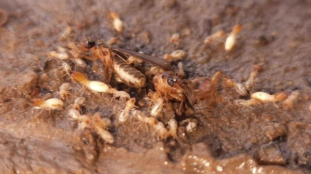 Macro footage of Termite (white ant) Insects , dirty wet ground.