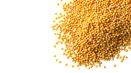 Mustard seeds in heap, against black backdrop, isolated, cut out transparent