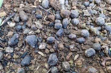 plant fertilizer made from animal manure that is applied to the planting medium