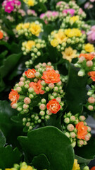 Kalanchoe, top view. Potted flowers for sale in a shop. Different types of kalanchoe. A plant with numerous bright flowers against a background of green leaves