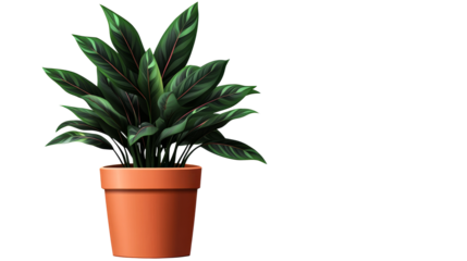 Green plant in a terracotta pot, indoor gardening, cut out transparent