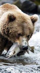 Obraz premium Grizzly bear catching salmon in a fast flowing river