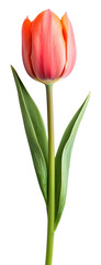 Naklejka premium PNG Tulip flower background elegant.
