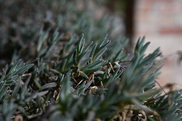 Piante grasse nel periodo primaverile prima della spunta dei fiori, Alessandria - Piemonte - Italia