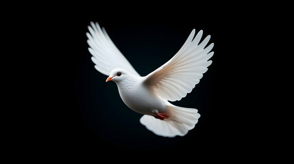 Fototapeta premium White Dove in Flight Against a Black Background
