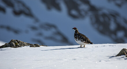 Obraz premium Whitetailed ptarmigan perfectly camouflaged in the snowy Alps mountain landscape