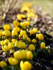 Yellow flowering of the winter aconite (Eranthis hyemalis), decorative and poisonous plant. Sweden