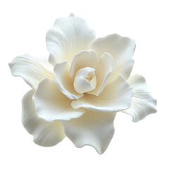A Soft Gardenia with Waxy Glossy Petals Isolated on Transparent Background